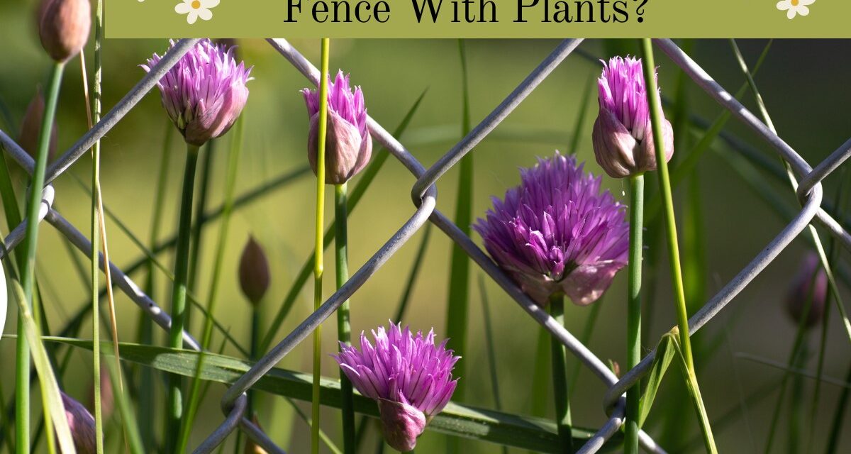 How To Hide A Chain Link Fence With Plants? Landscaping Fence Ideas